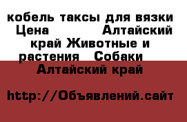 кобель таксы для вязки › Цена ­ 1 500 - Алтайский край Животные и растения » Собаки   . Алтайский край